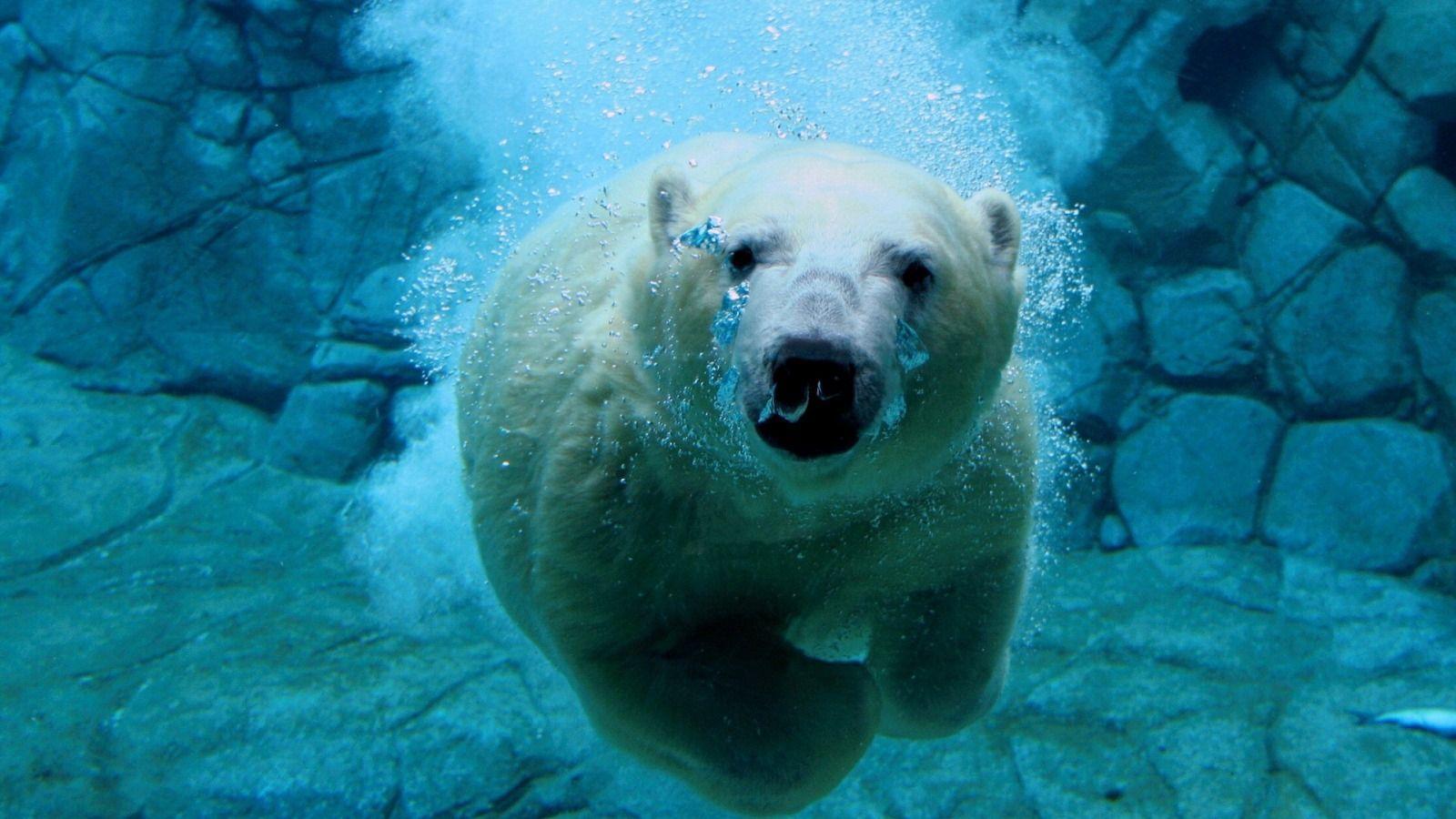 Swimming Polar Bear 1600 x 900 Wallpaper