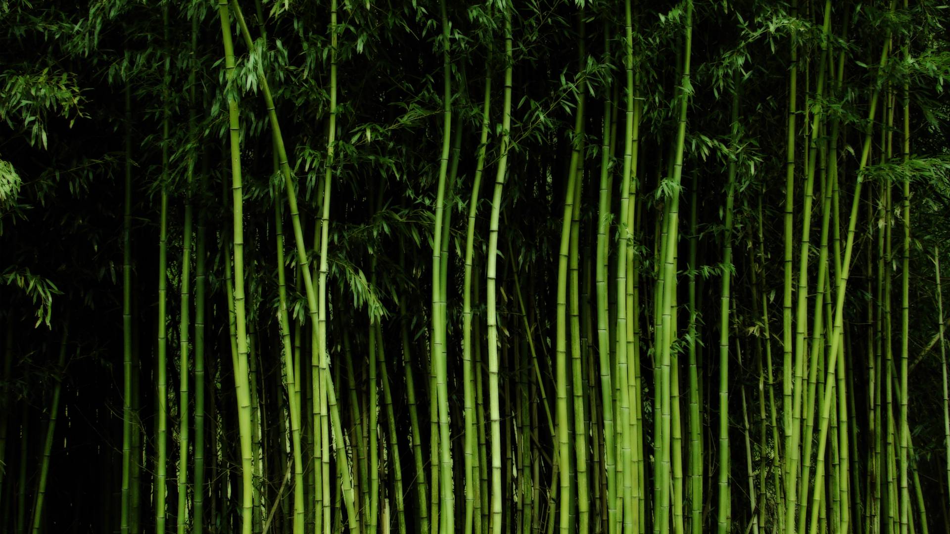 Bamboo Wallpaper 2 275096 Image HD Wallpaper. Wallfoy.com