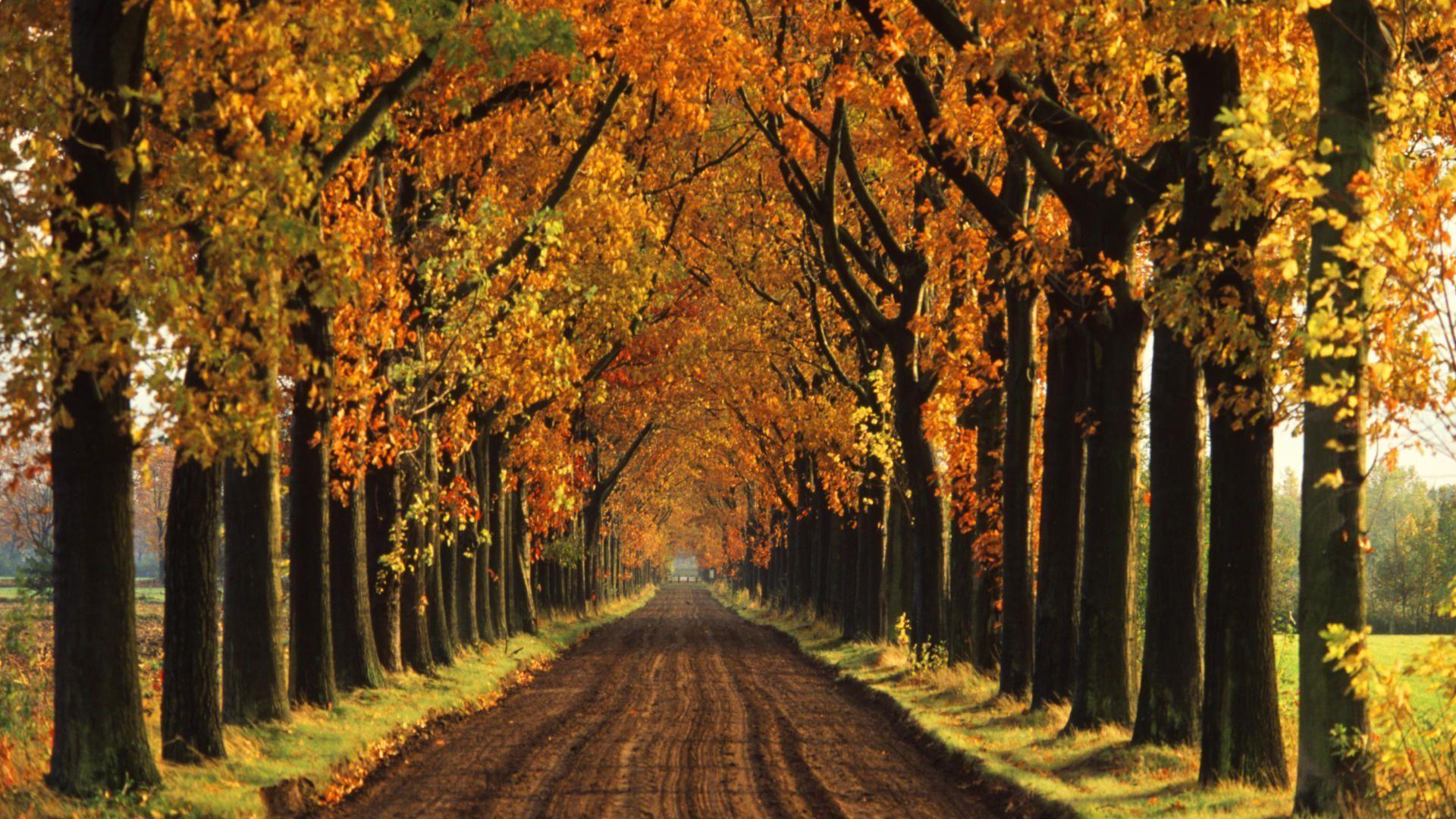 autumn tree wallpaper