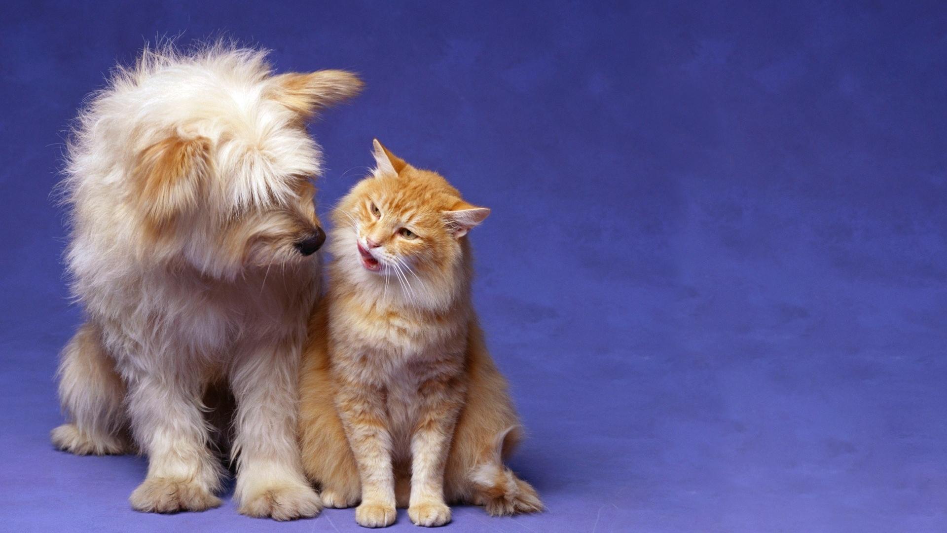 Cat And Dog Love Animal HD Wallpaper 1080p. HD Wallpaper