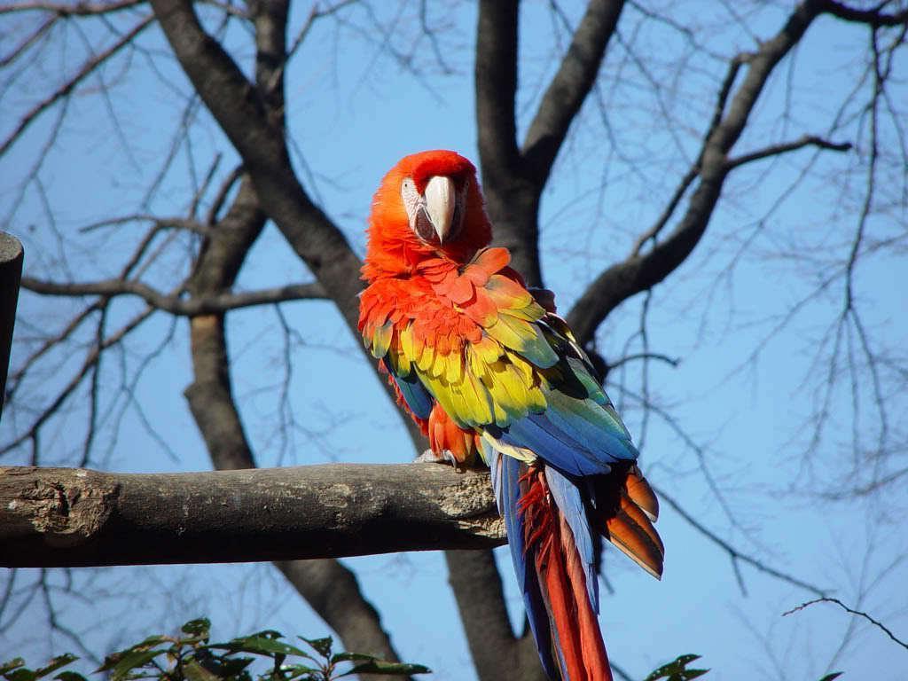 Scarlet Macaw, parrots and butterflies Wallpaper 22883156