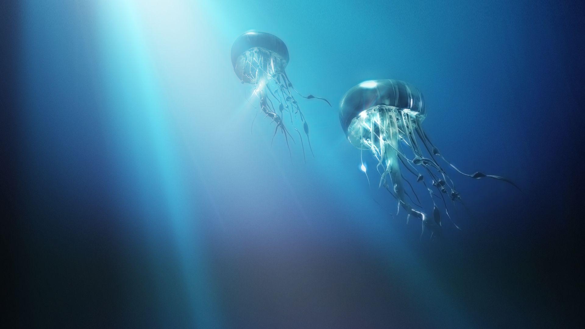 Home Ideas For > Jellyfish Desktop Wallpaper