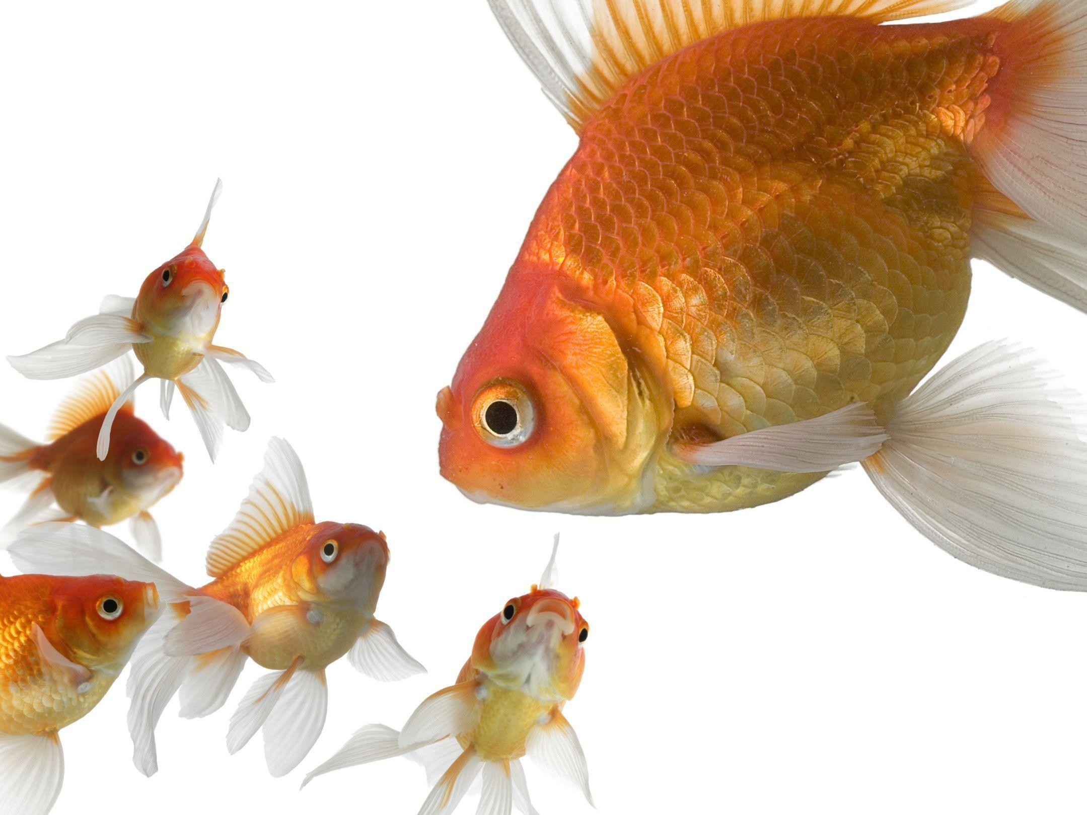 Free wallpaper Getty gold fish on white background