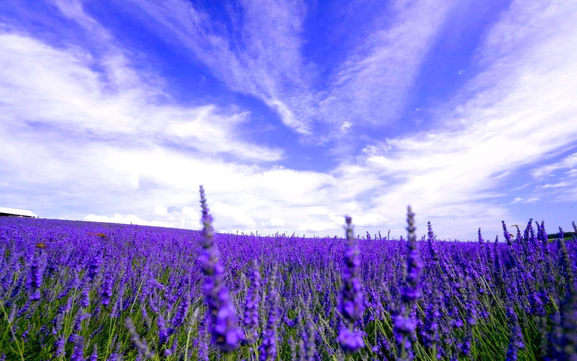 Beautiful Lavender Flowers Field wallpaper HD. Free HD