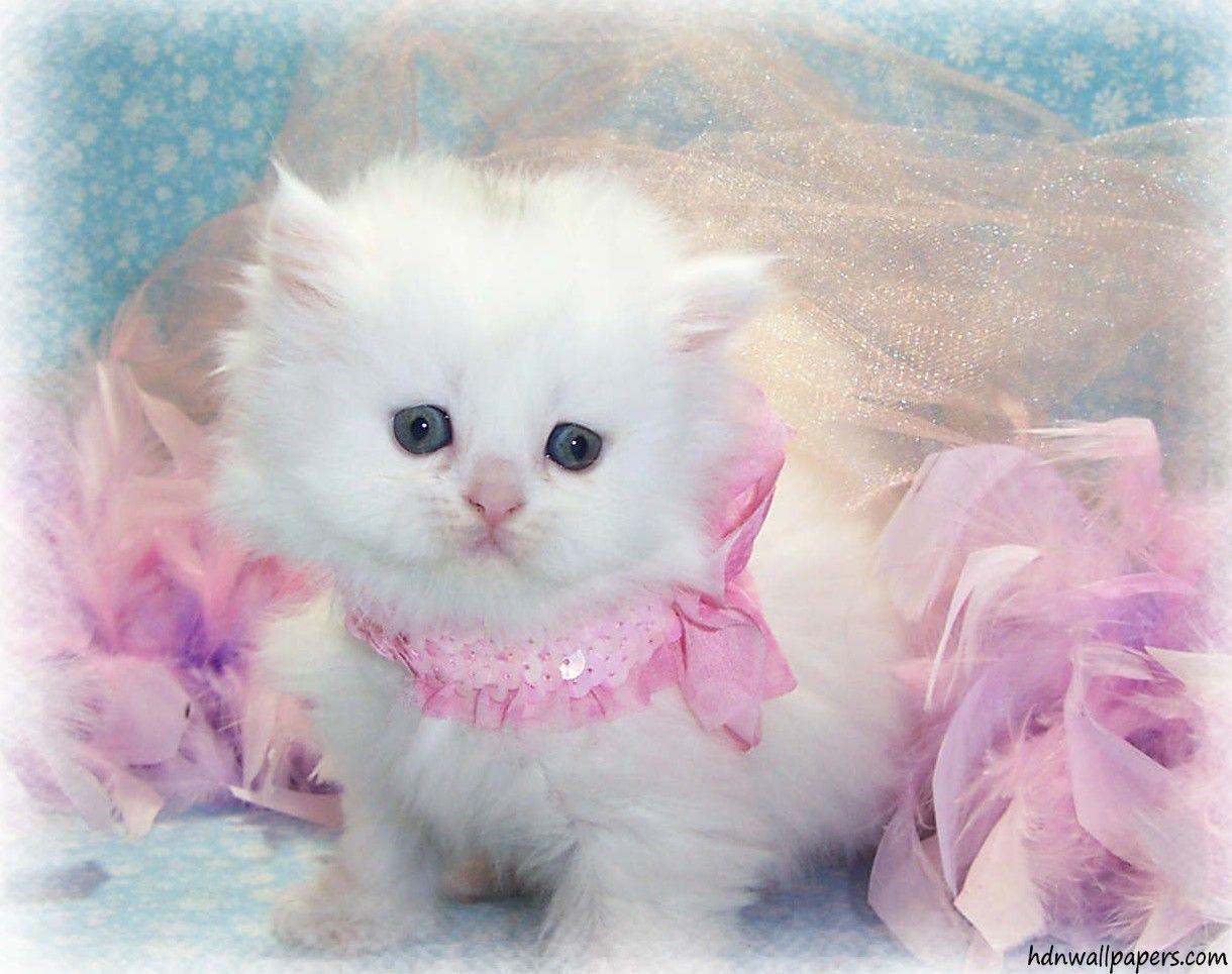 Cute Kitten Wallpaper Free Download For PC
