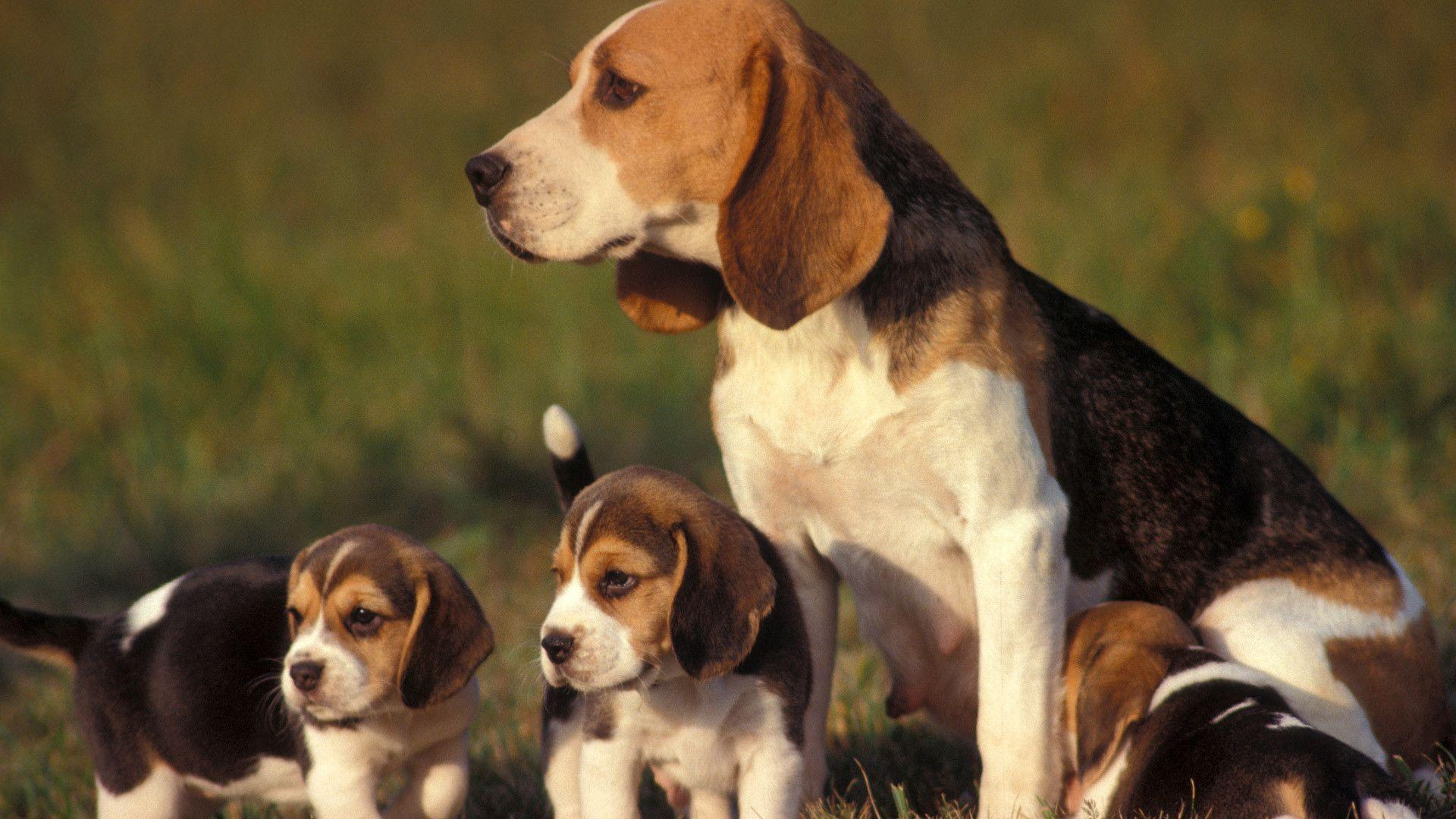 Beagle Dog Wallpaper. Beagle Dog Desktop Picture