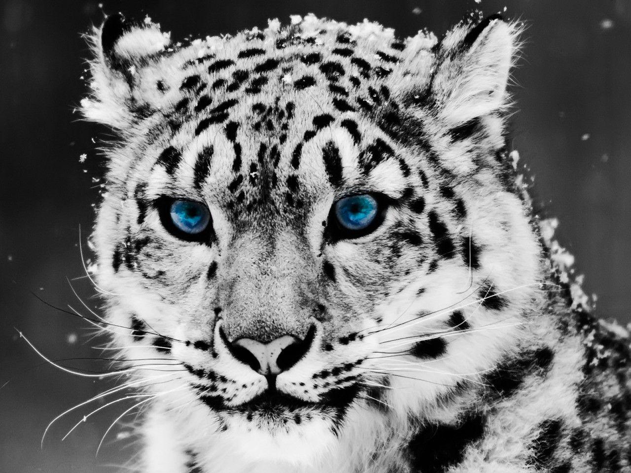 Snow Leopard Wallpaper Big Cats Animals