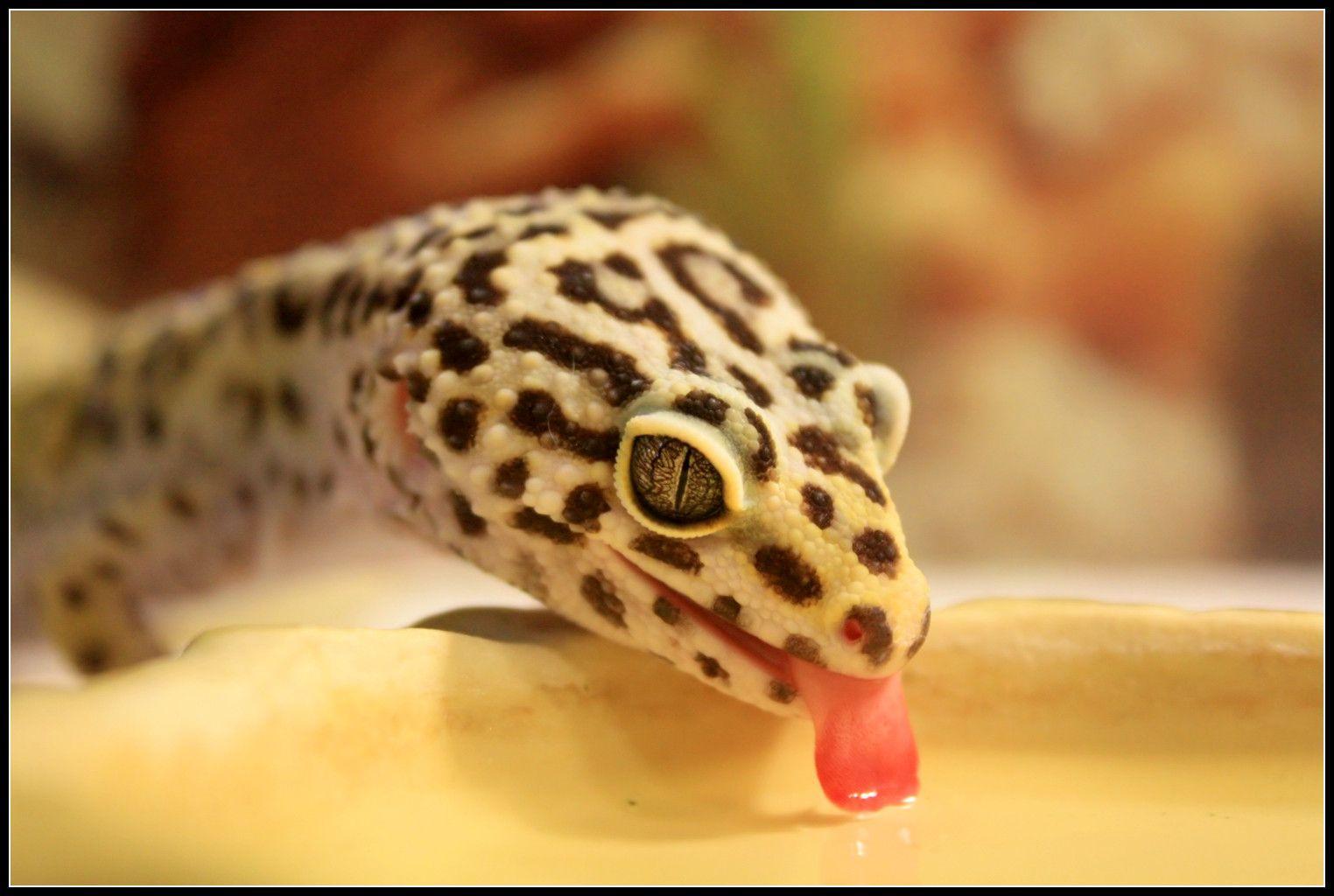 What to feed a Leopard Gecko