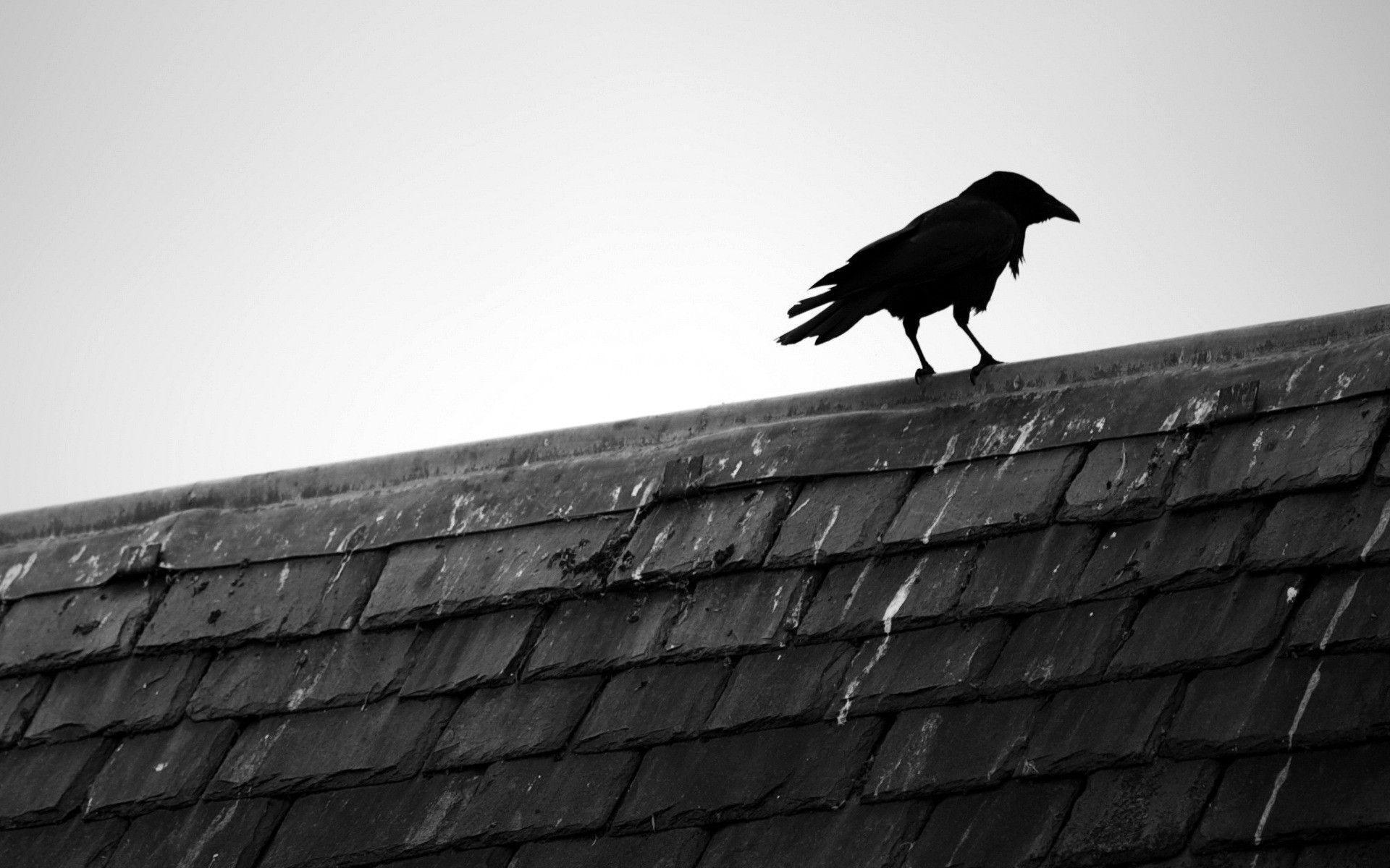Raven On A Rooftop wallpaper