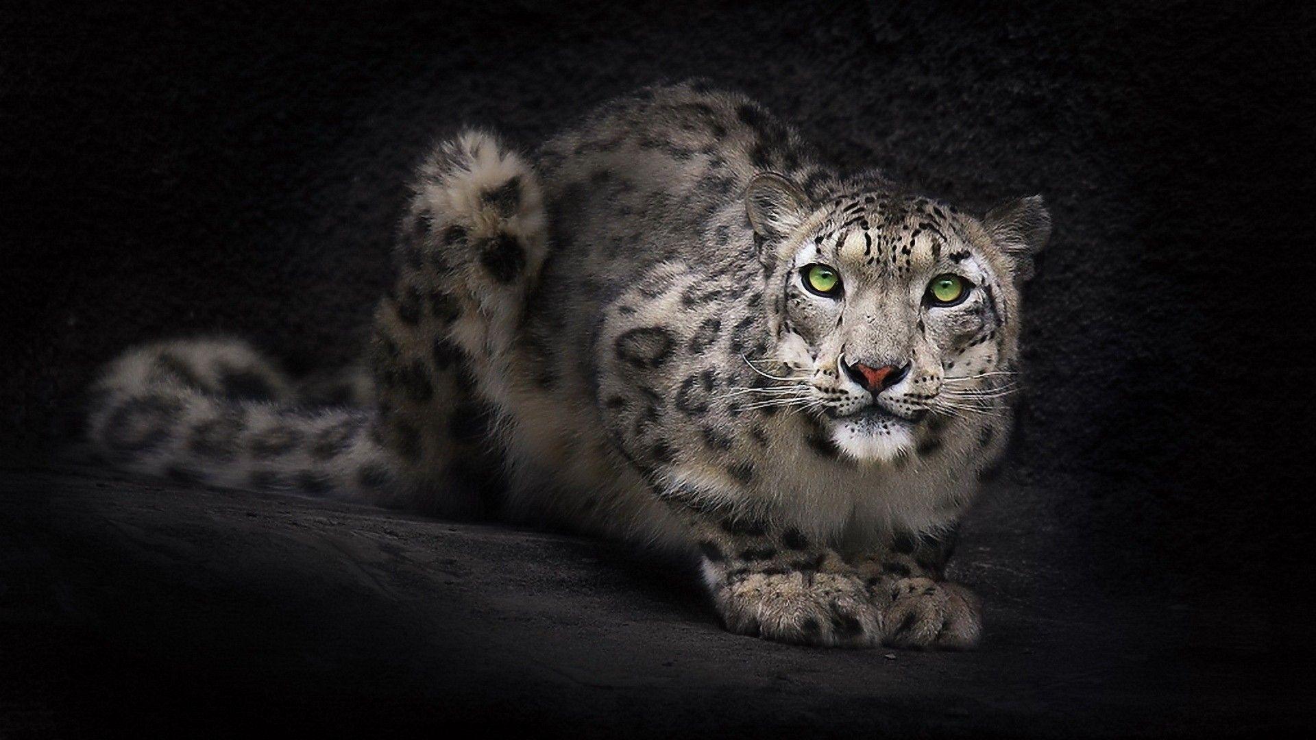 snow leopard panthera, iPhone Wallpaper, Facebook Cover, Twitter