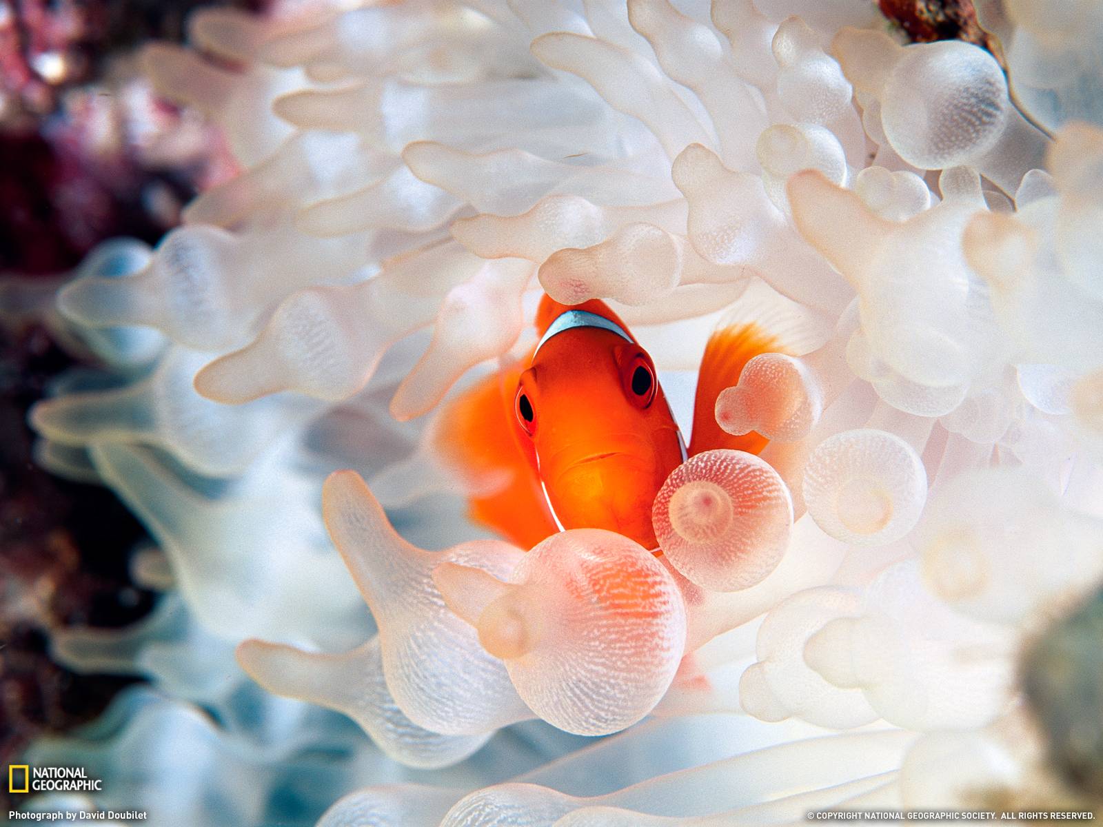 Clownfish and Anemone Photo, Underwater Wallpaper