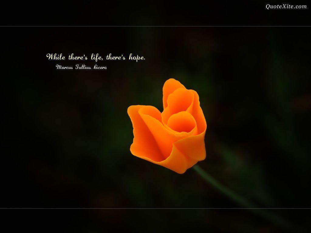 Beautiful Flowers Wallpaper For Facebook With Quotes Wallpaper