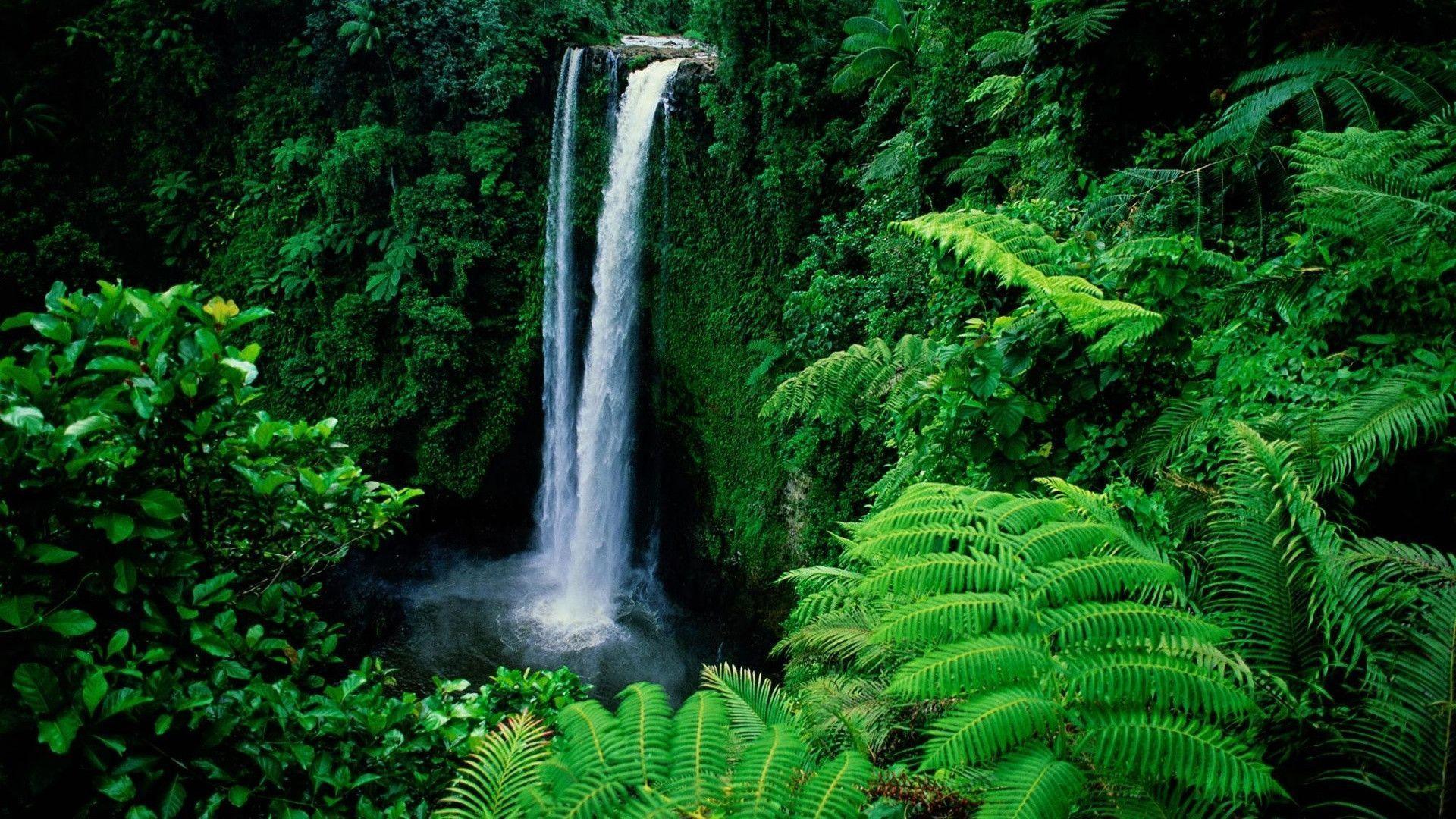 Waterfall in green forest HD wallpaper 169155 HD wallpaper res
