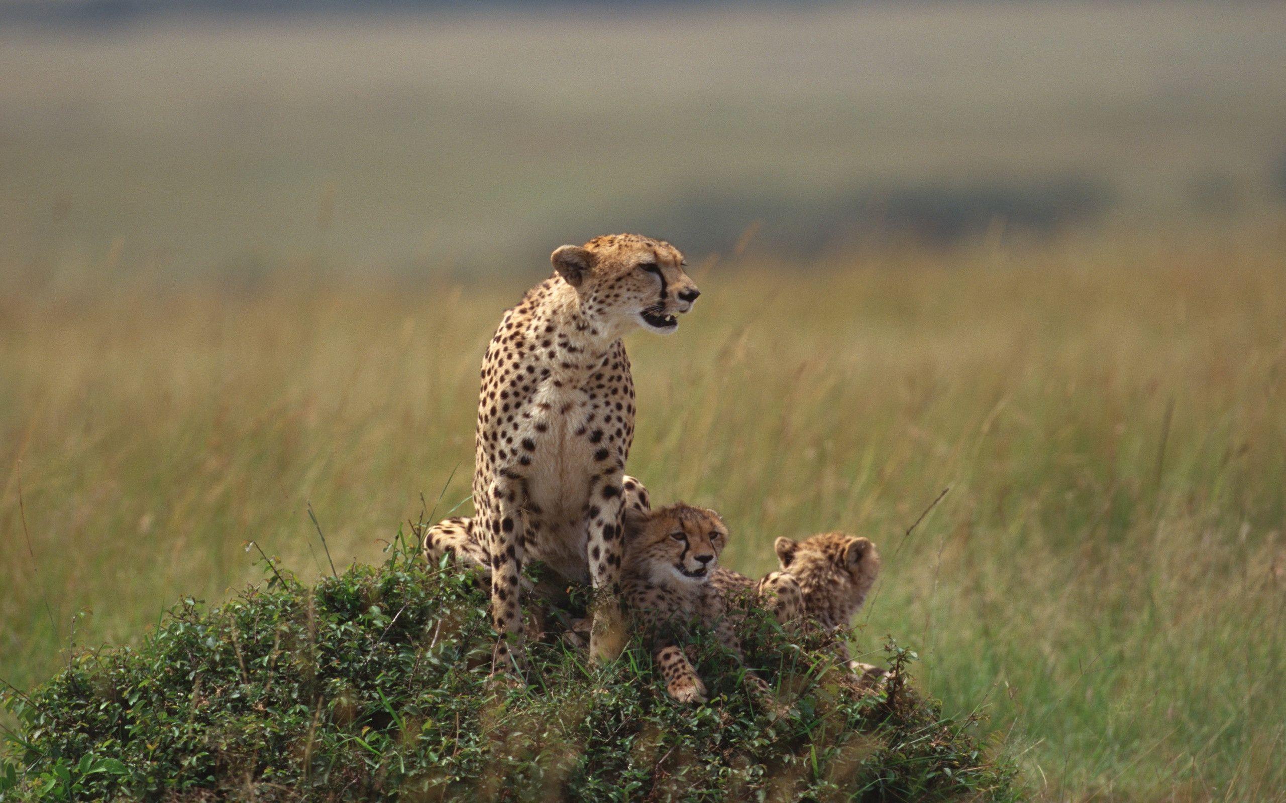 Cheetah desktop HD wallpaper