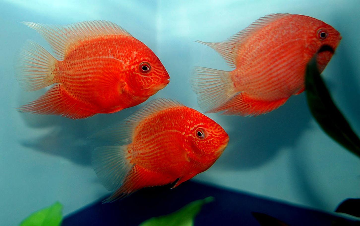 Free wallpaper Red Severums fish