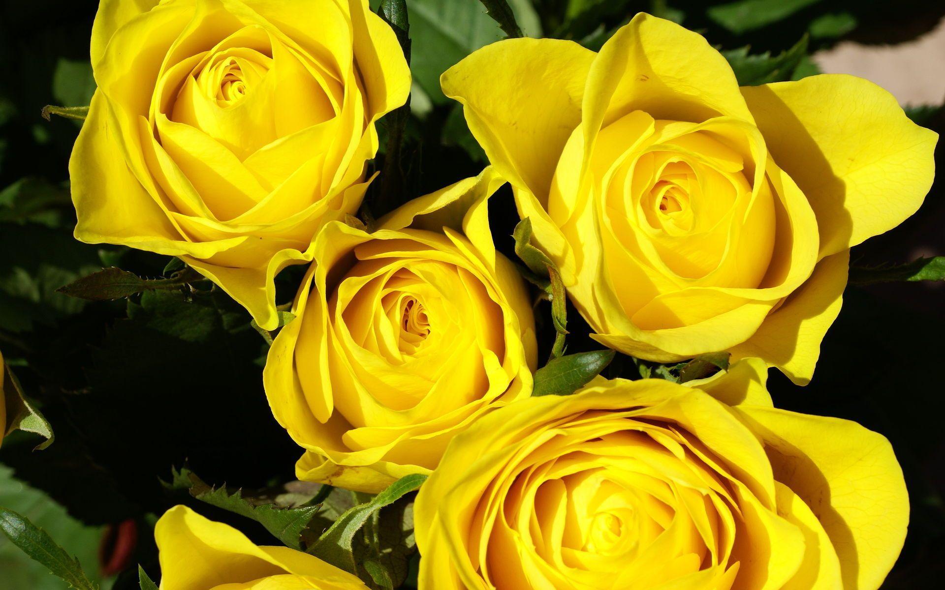 HD Yellow Roses Wallpaper