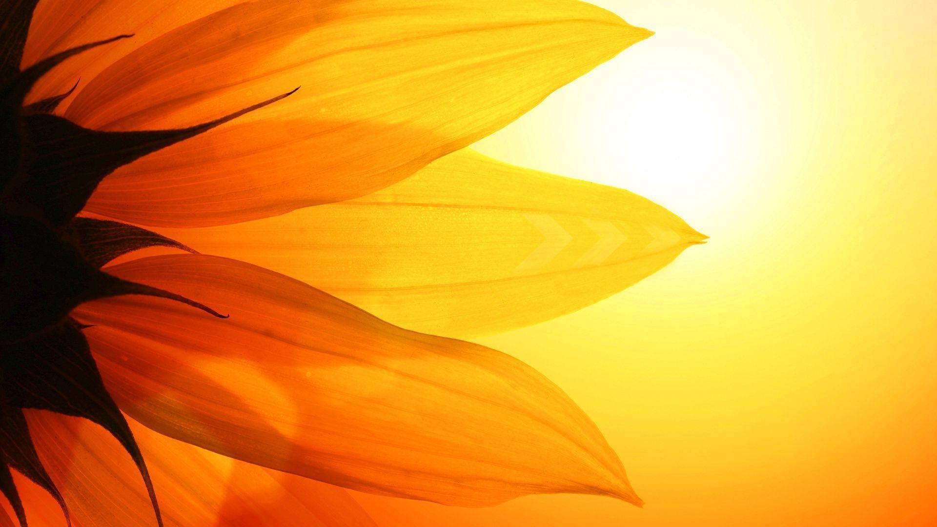 Sunflower Field Background 1920x1080px
