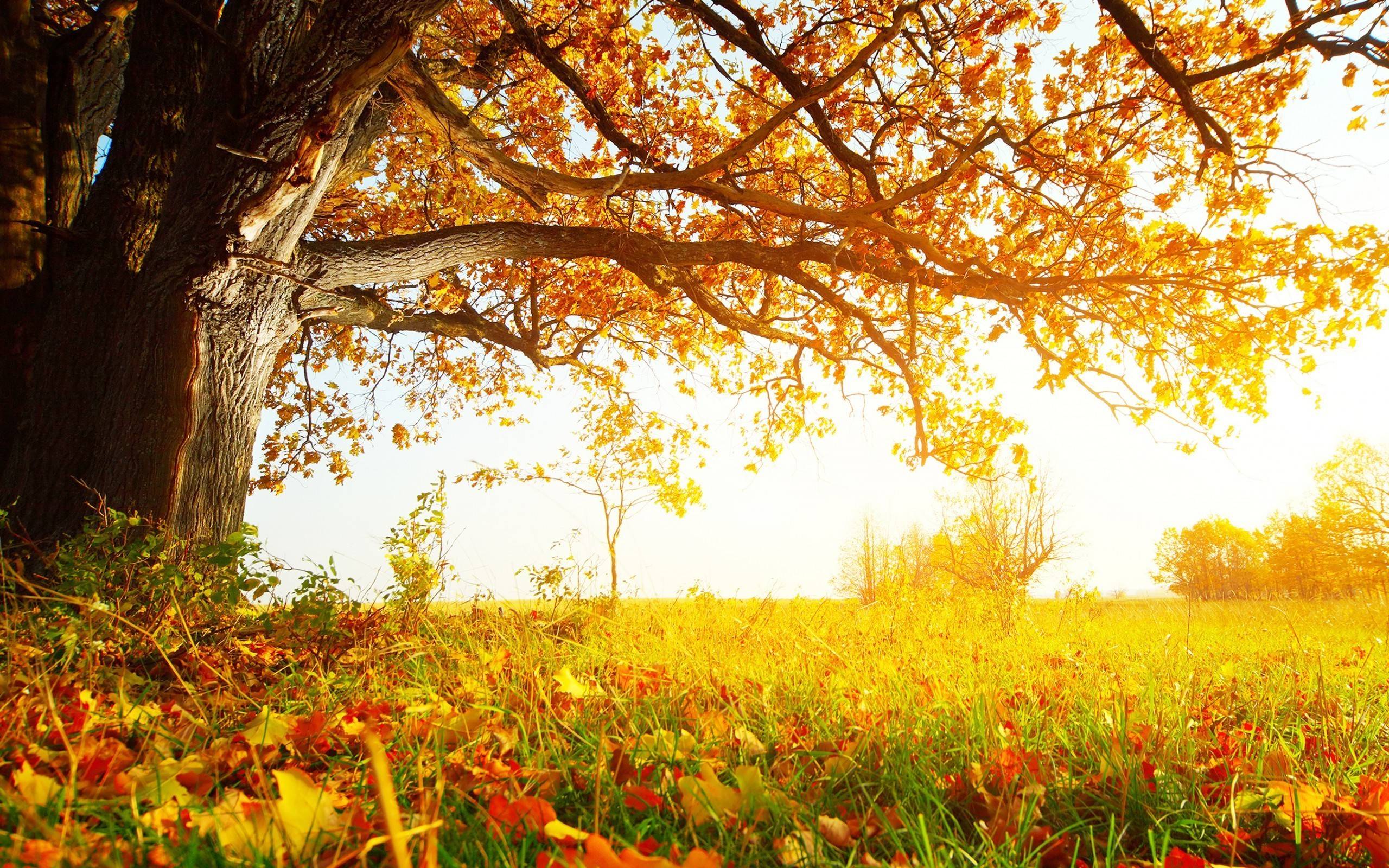 Sunny autumn tree Wallpaper #