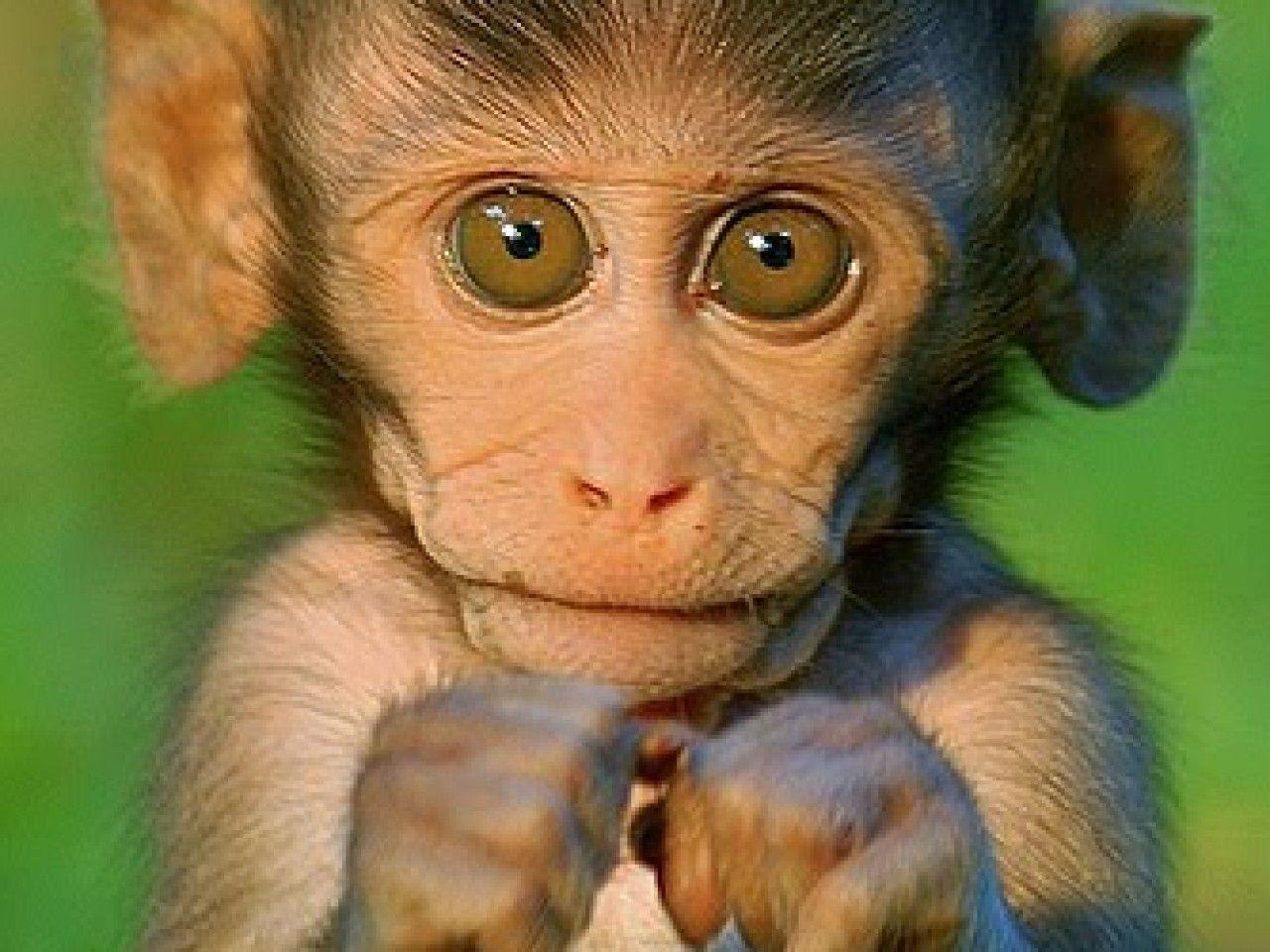 Pin Cute Baby Monkey Wallpaper Picture 1