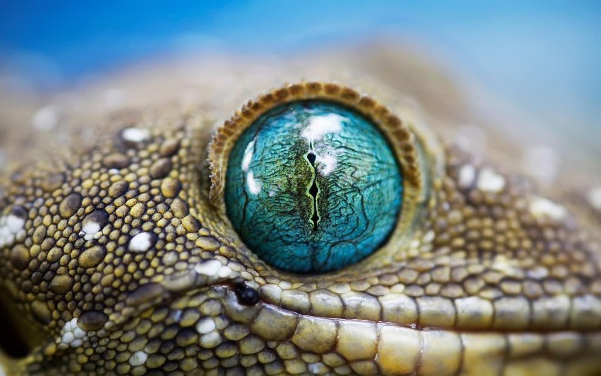 Reptile Eye wallpaper
