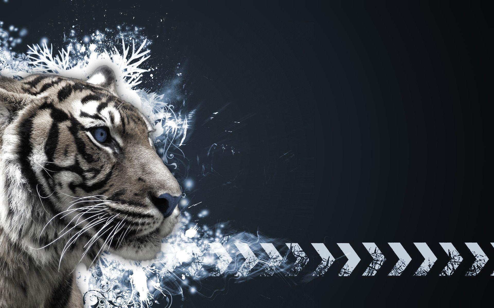 image For > White Tiger HD Wallpaper