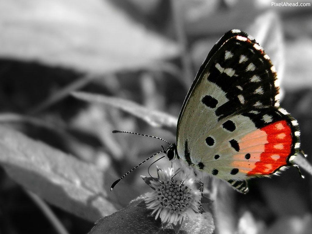Beautiful Butterfly (id: 98254)
