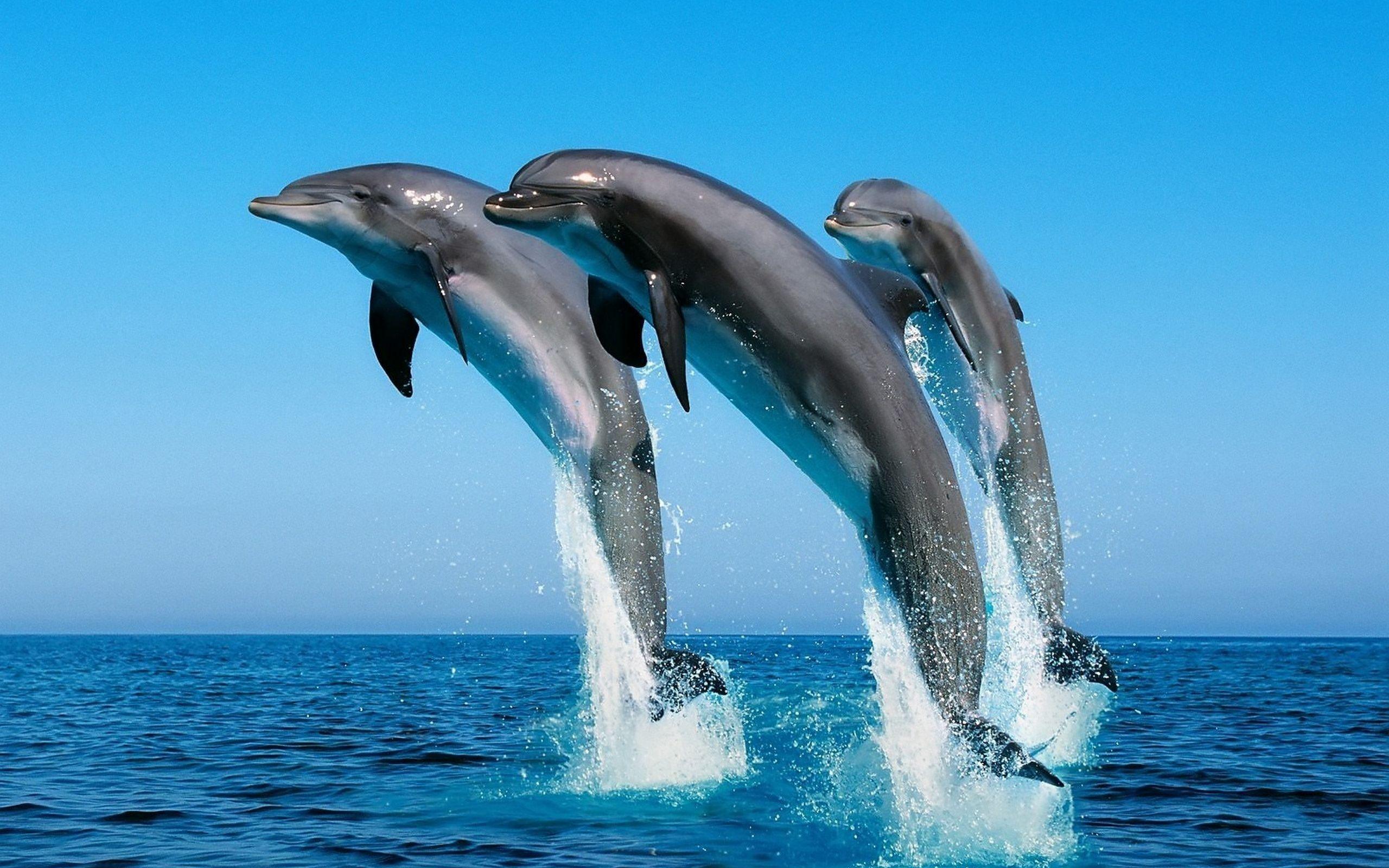 Awesome Dolphins Jump Wallpaper Desktop Wallpaper. High