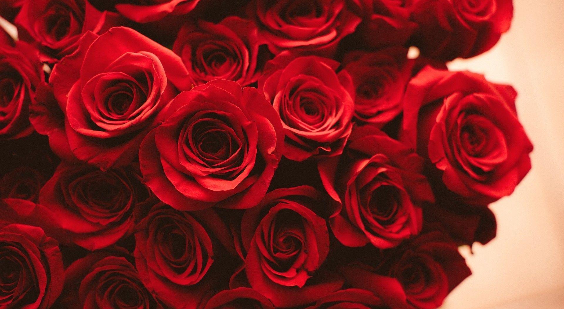 Wallpaper For > Red Roses Wallpaper For Desktop