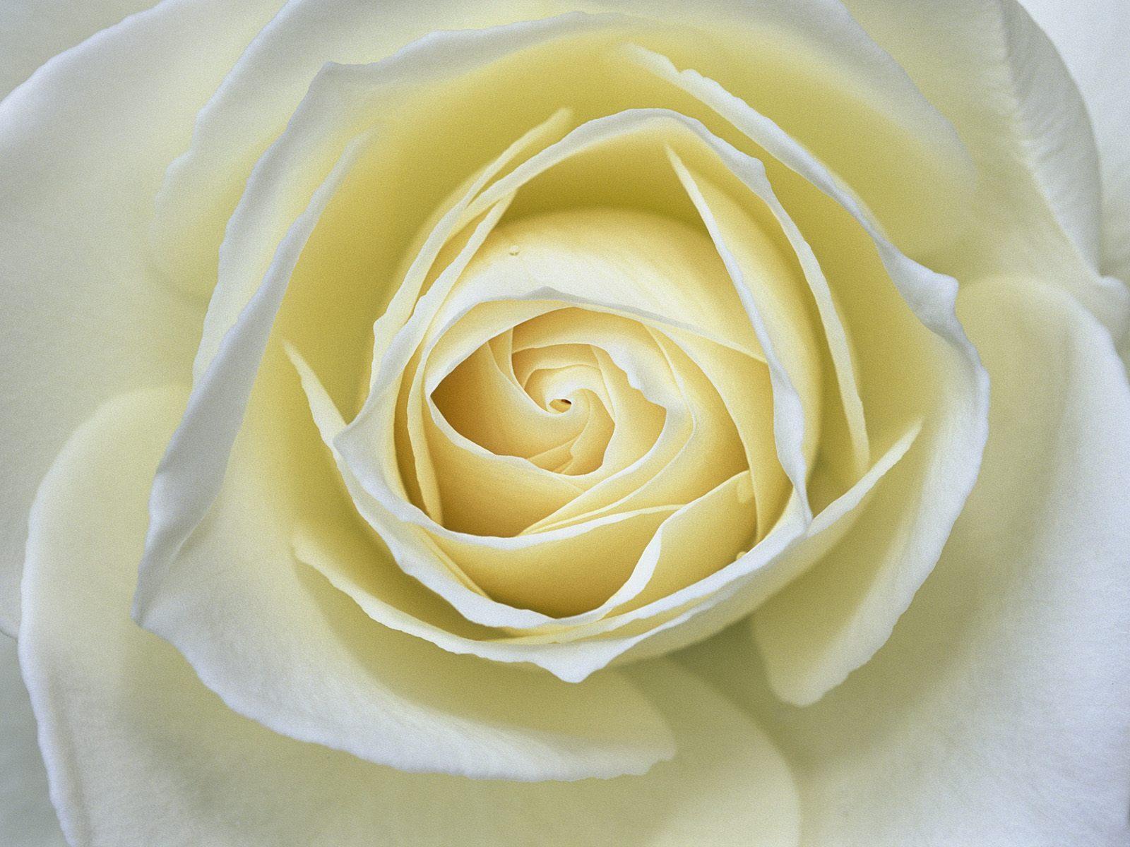 White Rose Backgrounds - Wallpaper Cave