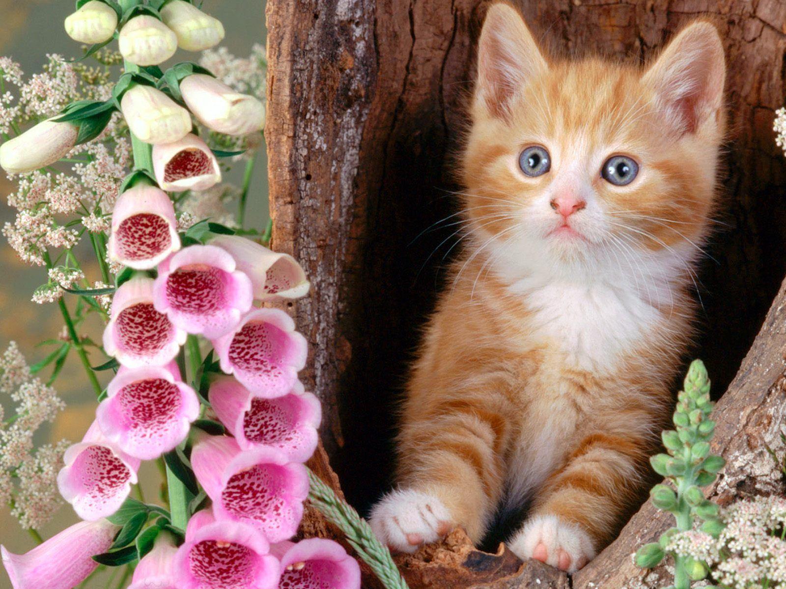 Innocent Cute Cats High Resolution Wallpaper
