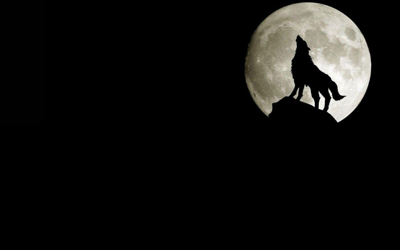 Wallpaper For > Black Wolf iPhone Wallpaper
