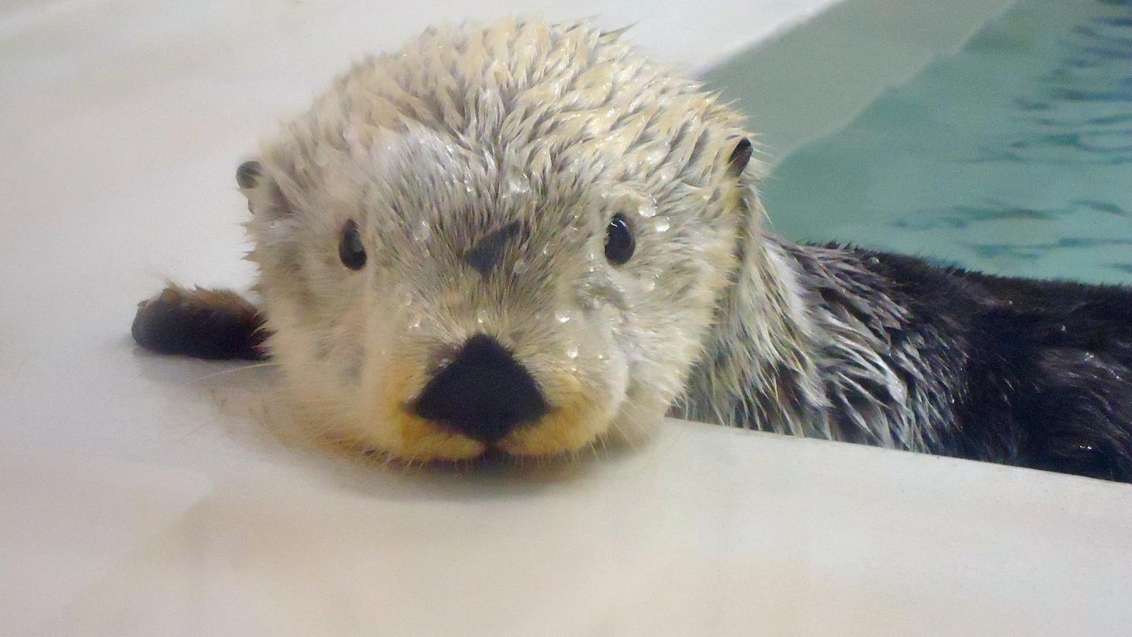 image For > Cute Sea Otter Wallpaper