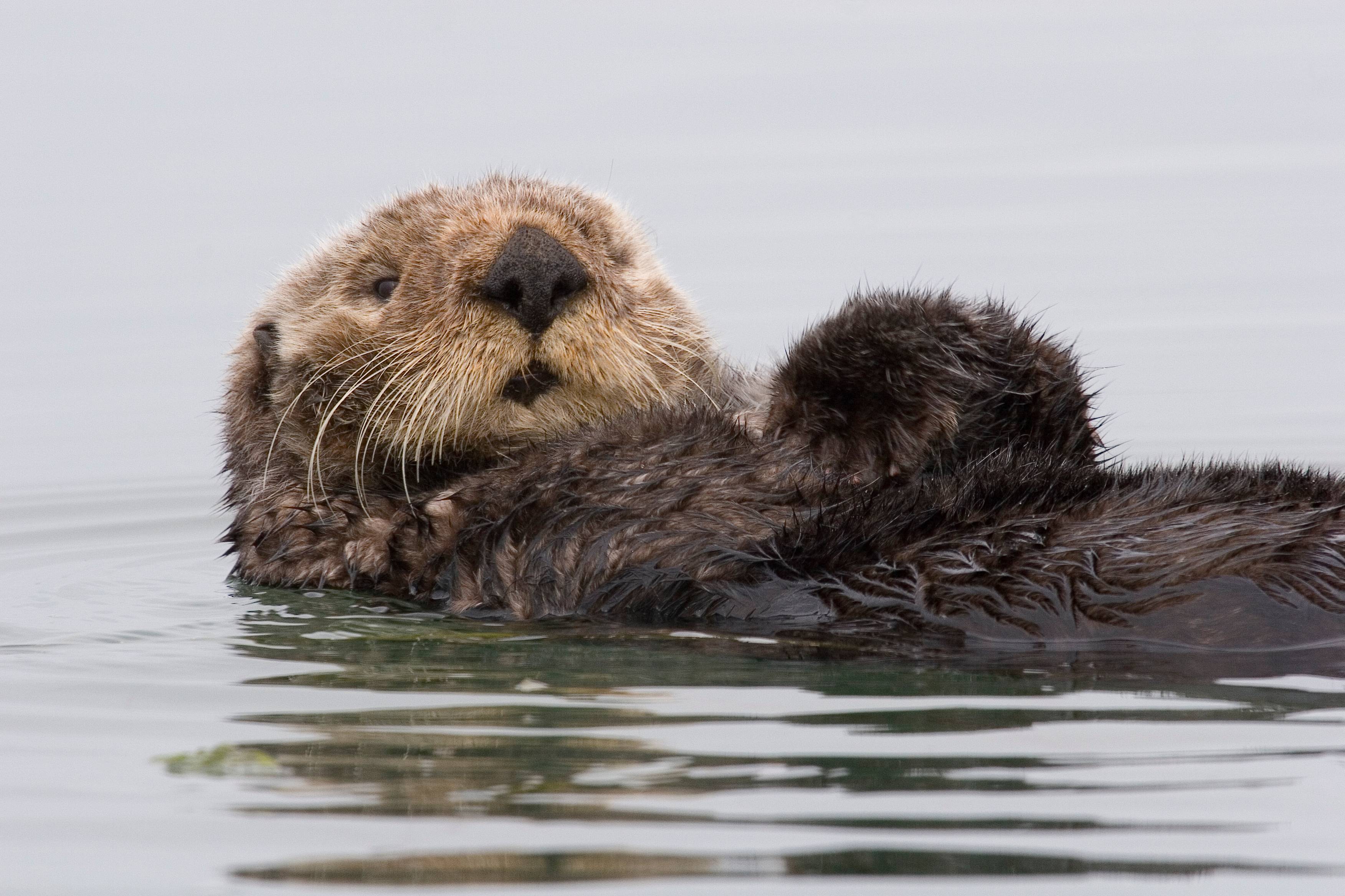 image For > Sea Otters