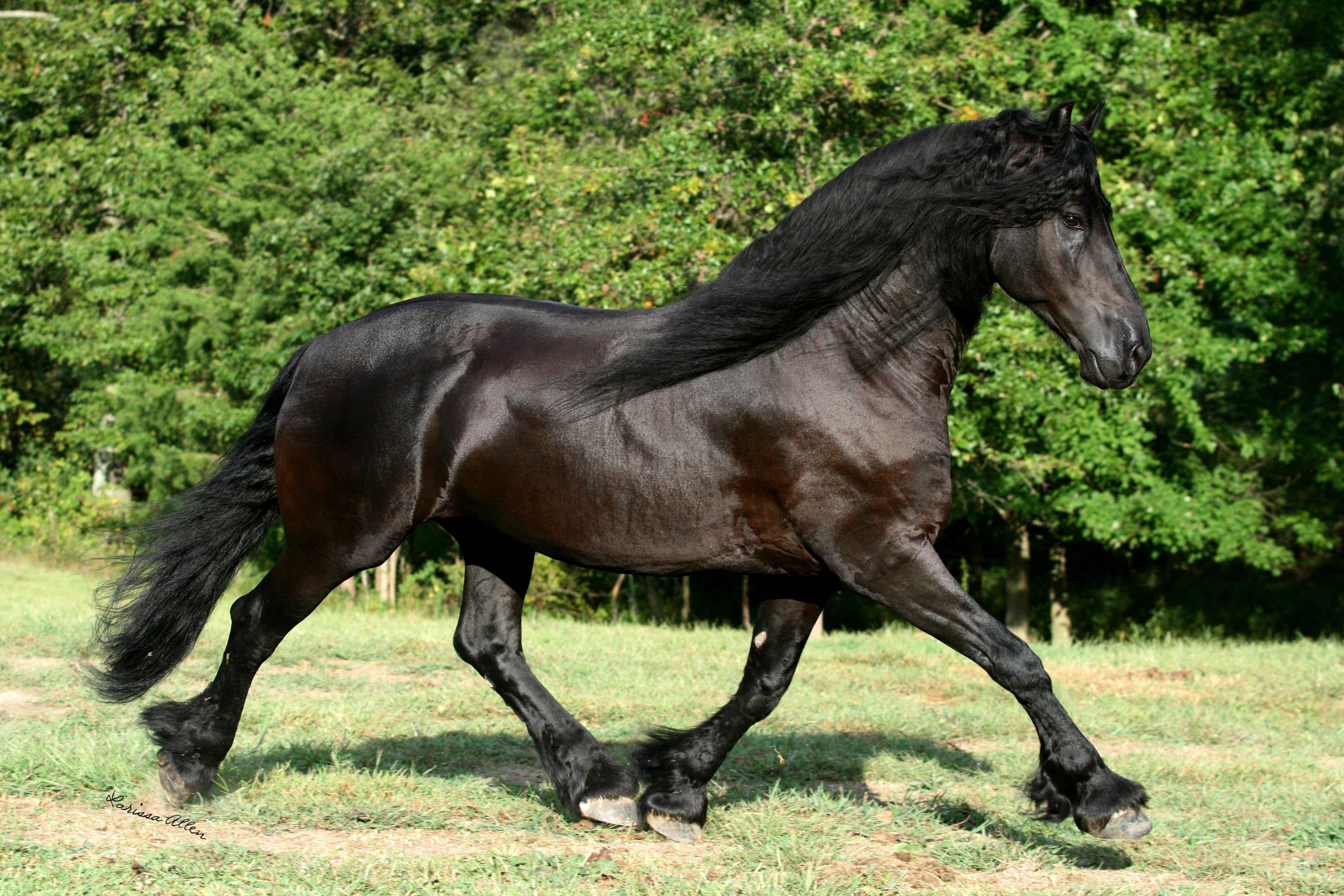 image For > Black Friesian Horse