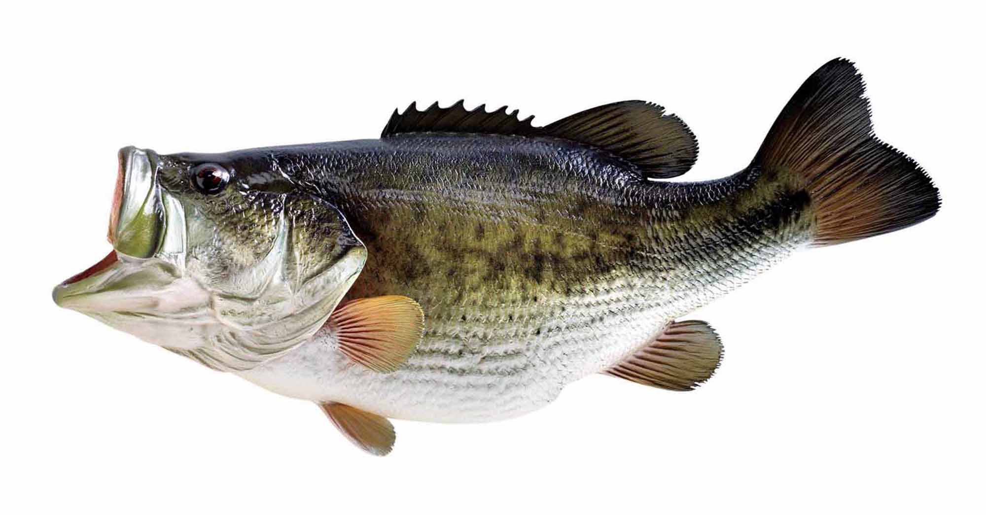 Largemouth Bass Drawing Color