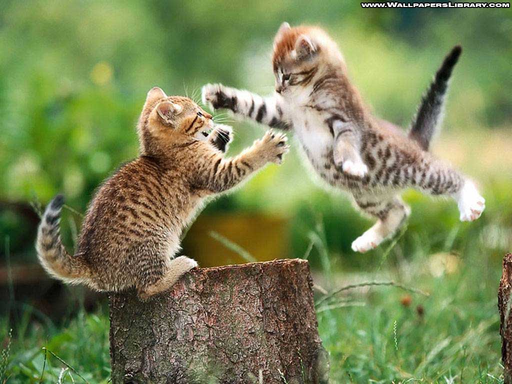 funny cute kittens wallpaper / funny background