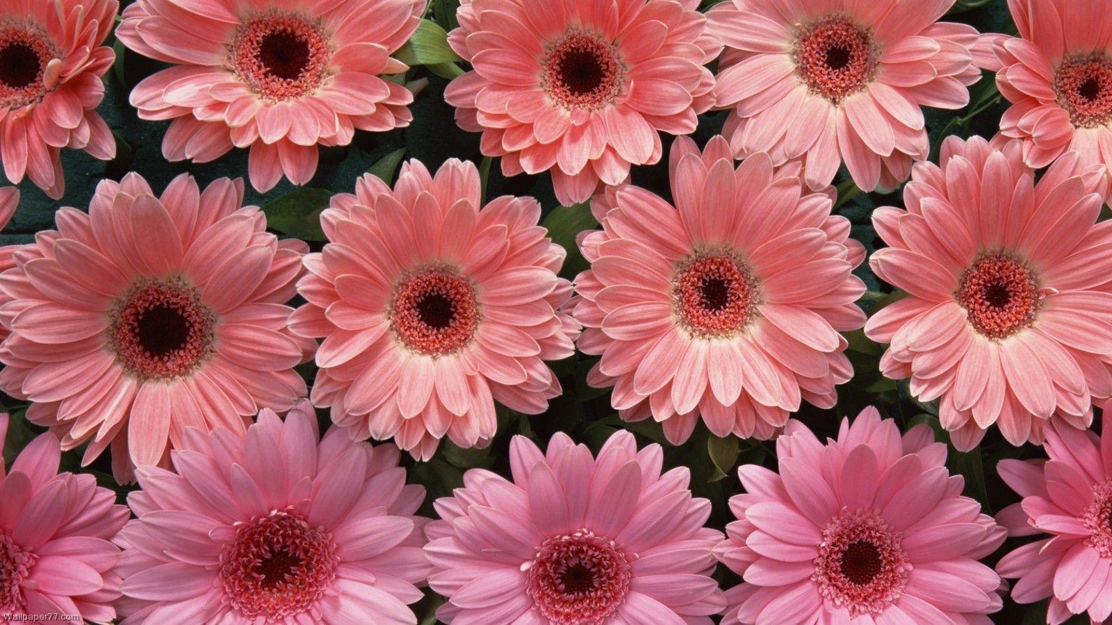 Pink Flower Bundle, 1600x900 pixels, Wallpaper tagged Bloom