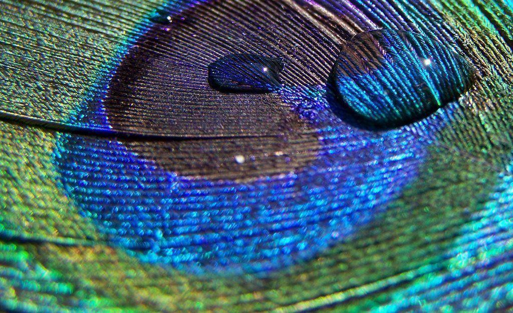 Original Waterdrops Peacock Feather By Purplsul. HD