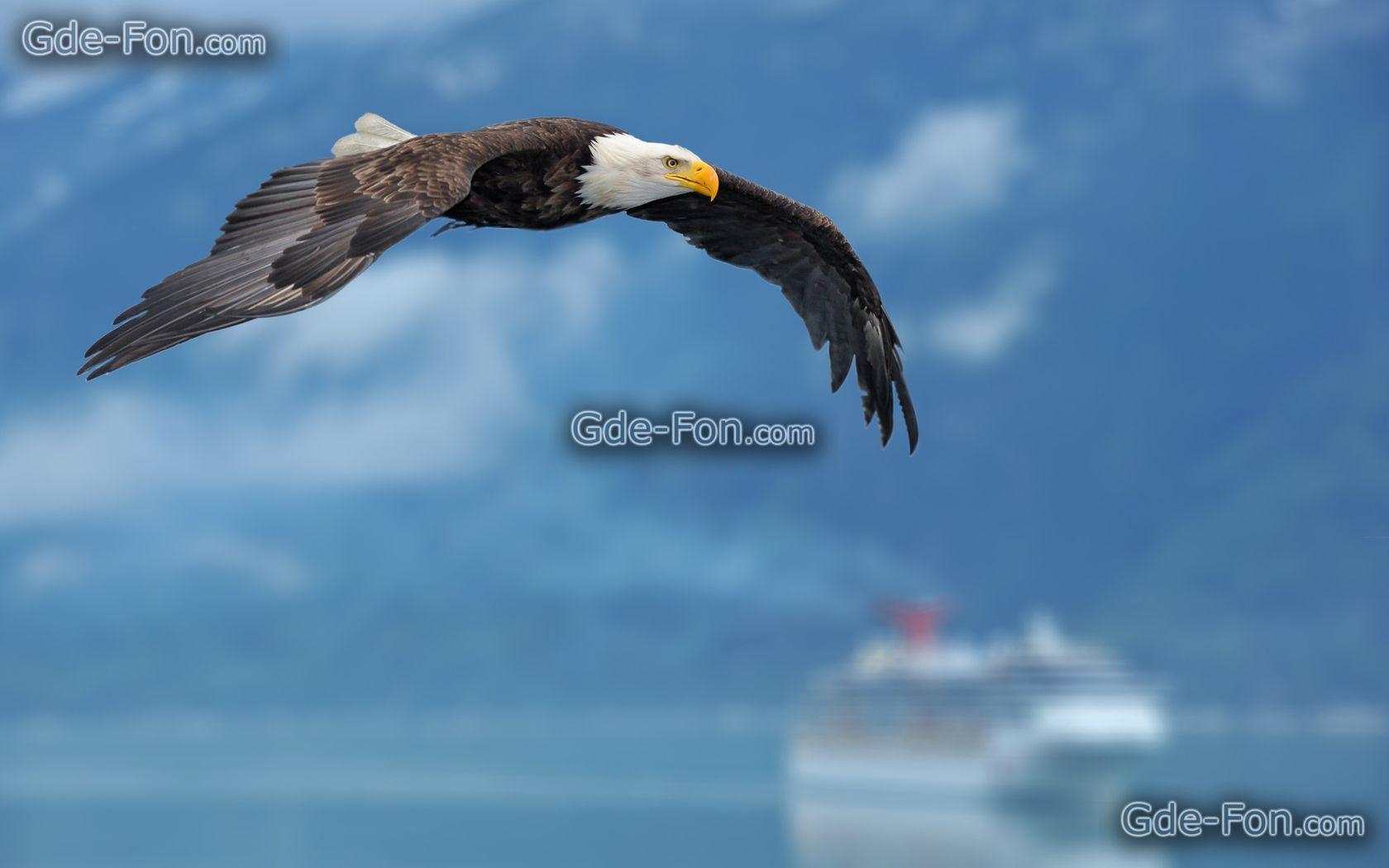 Download wallpaper eagle, wings, sky, background free desktop