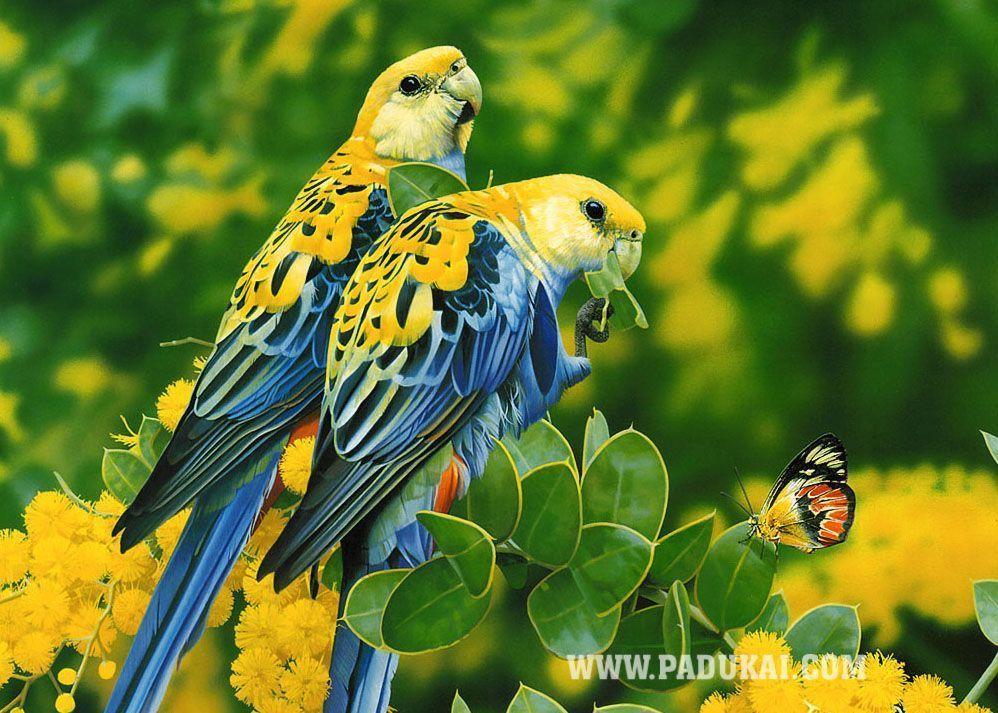 Birds Wallpaper. Where you can download all kind of Beautiful