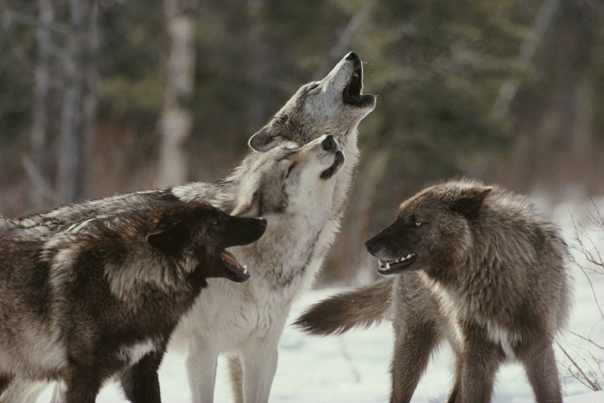 image For > Awesome Wolf Pack Wallpaper