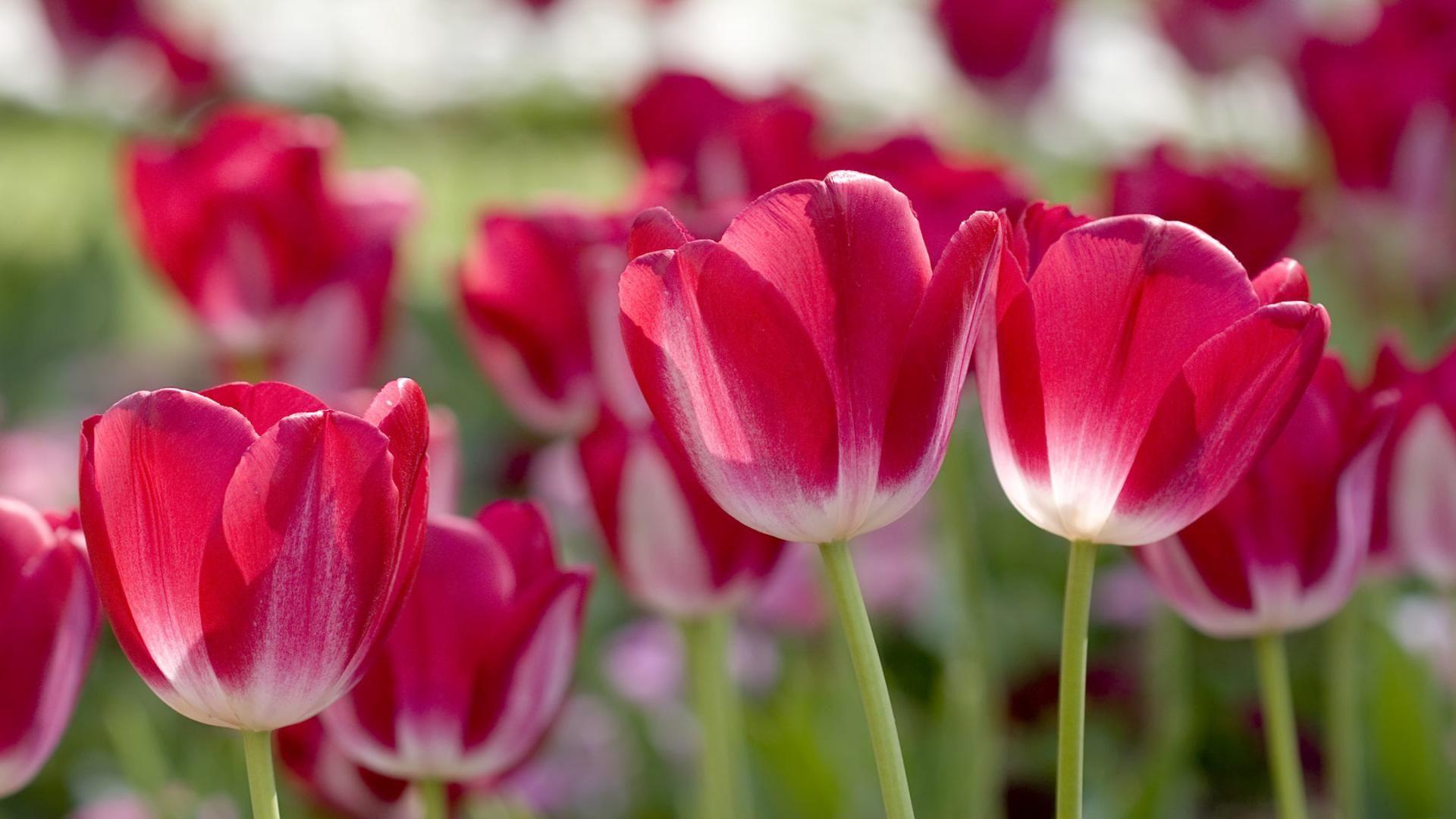 Red tulips spring flowering free desktop background