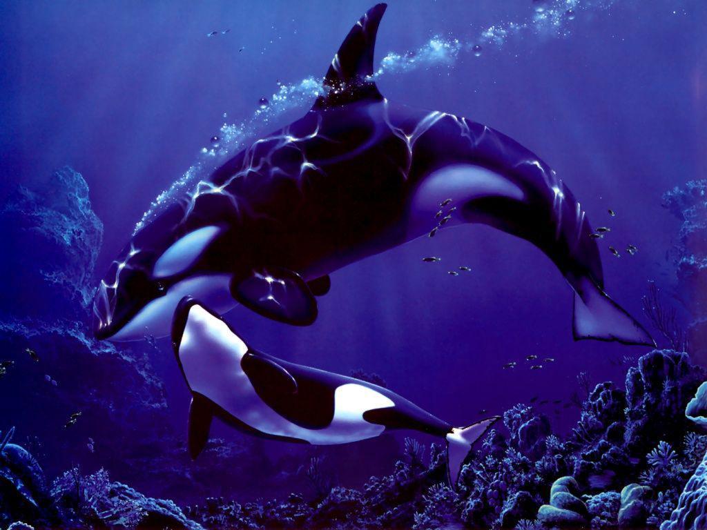 Resultado de imagen de orca wallpaper