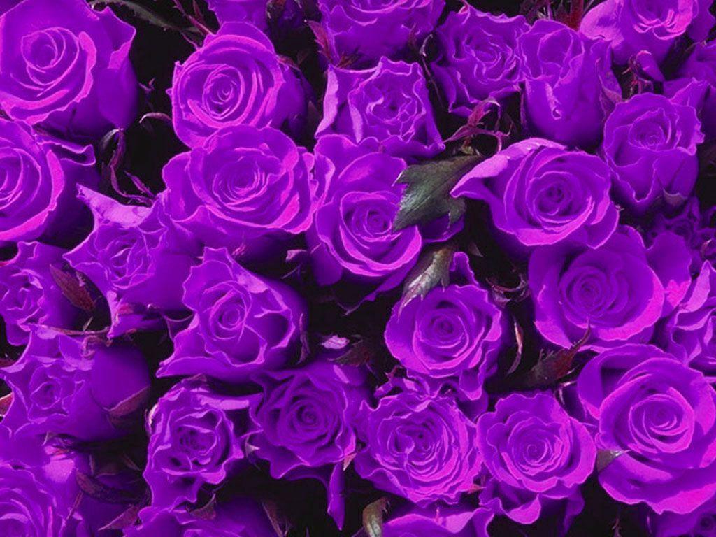 Wallpaper For > Dark Purple Roses Background