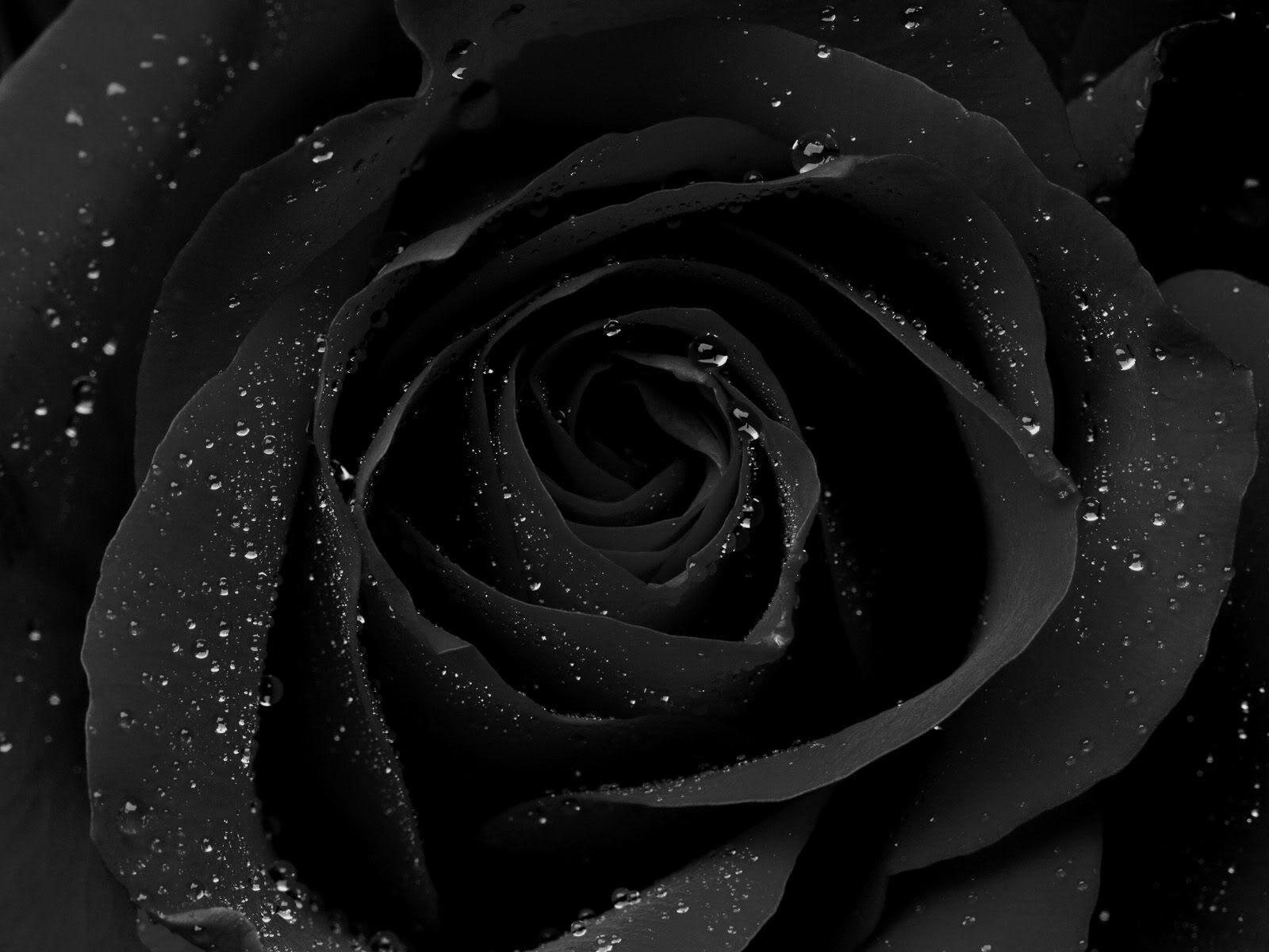 Dewy On Black Rose Desktop Desktop Wallpaper