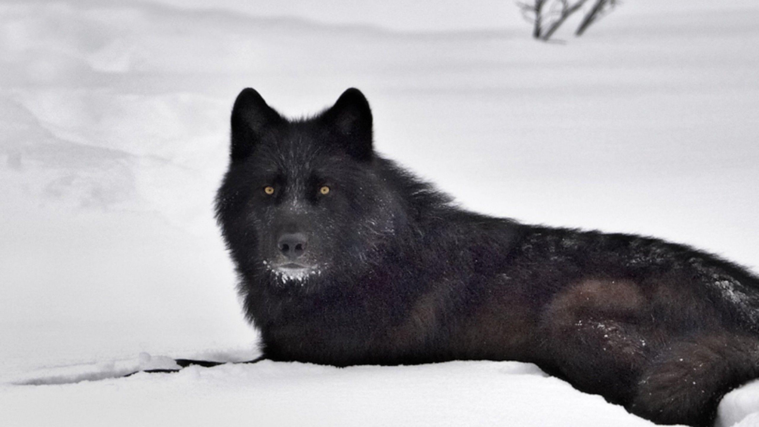 Black Wolf in Snow Wallpaper Wallpaper Inn