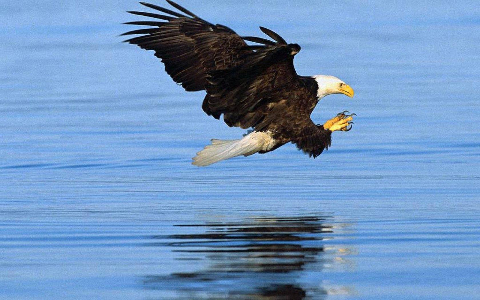 Bald Eagle Wallpapers - Wallpaper Cave