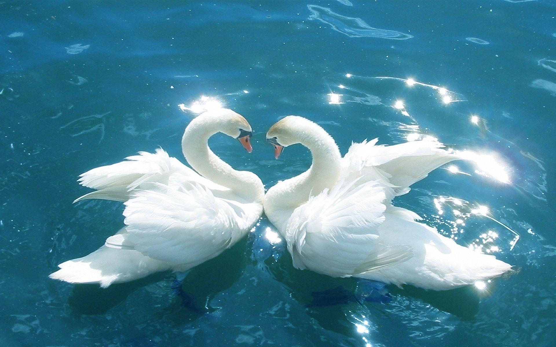 Love White Birds Picture 2014 Birds In Love 2015