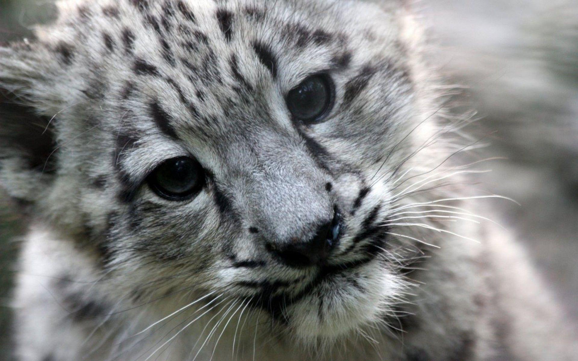 Snow Leopard cub Wallpaper