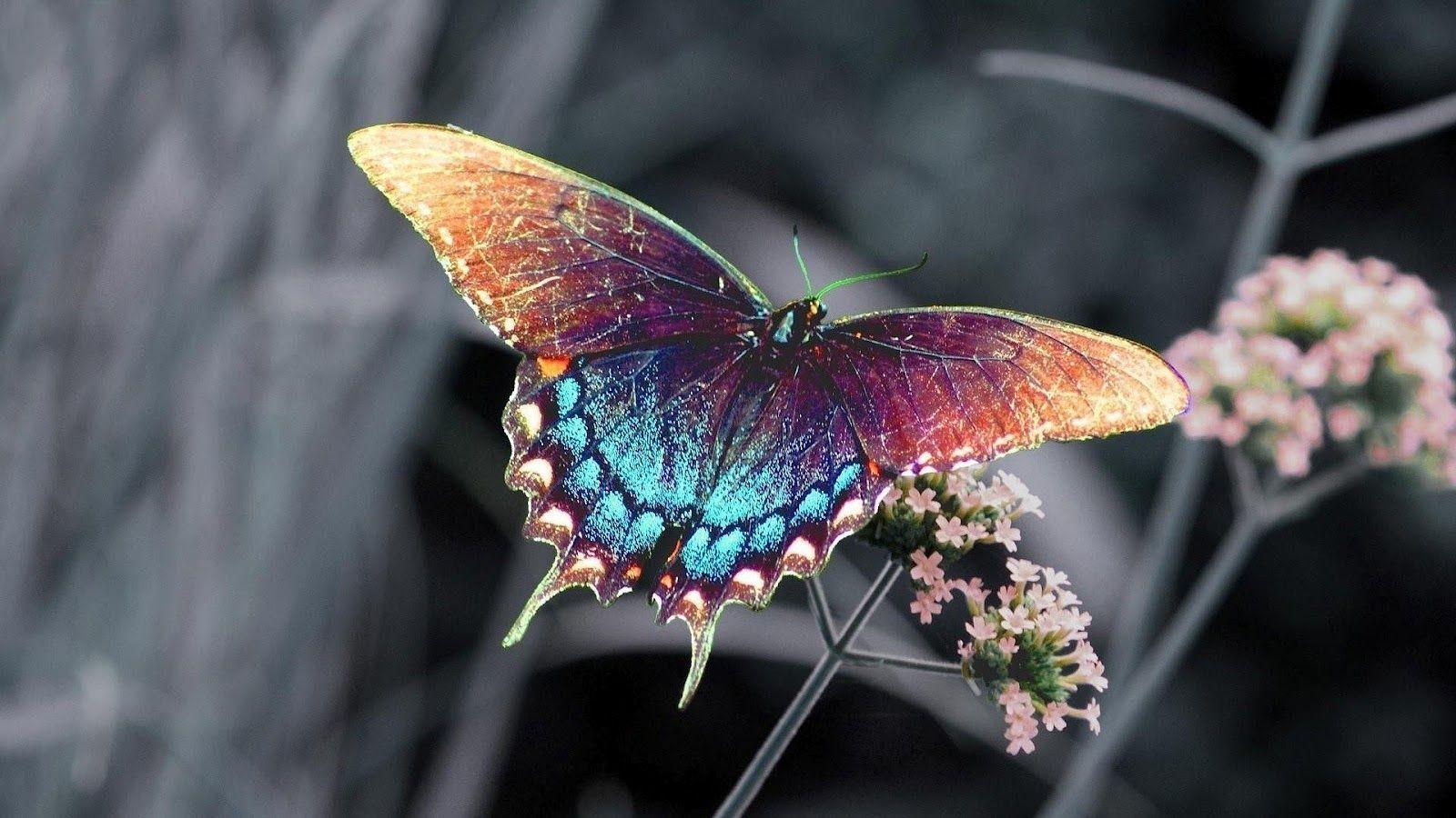 Animals For > Blue Butterfly HD Wallpaper